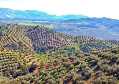 Andalucian Olive Groves